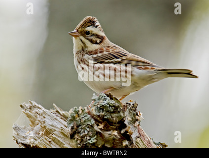 Rustic Bunting (Emberiza rustica) adulte, le plumage d'automne, perché sur souche, Finlande, septembre Banque D'Images