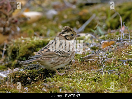 Rustic Bunting (Emberiza rustica) adulte, le plumage d'automne, debout sur la mousse, Finlande, septembre Banque D'Images