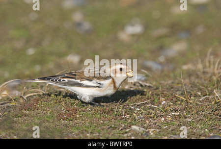 Bruant des neiges (Plectrophenax nivalis) adulte, plumage d'hiver, l'alimentation, Norfolk, Angleterre Banque D'Images