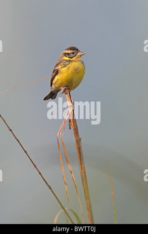 Yellow-breasted Bunting (Emberiza aureola) mâle adulte, le plumage de non-reproduction, perché sur reed, Koshi Tappu, Népal, février Banque D'Images