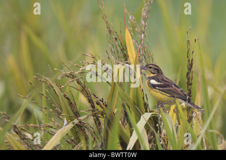 Yellow-breasted Bunting (Emberiza aureola) mâle adulte, perché dans les rizières, Hong Kong, Chine, en octobre Banque D'Images