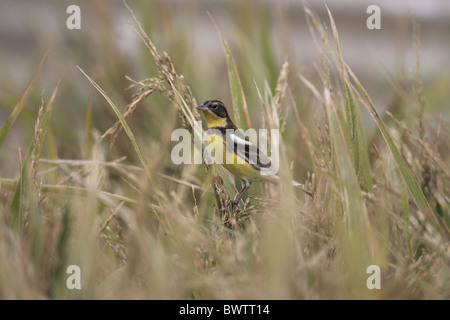 Yellow-breasted Bunting (Emberiza aureola) mâle adulte, perché dans les rizières, Hong Kong, Chine, en octobre Banque D'Images