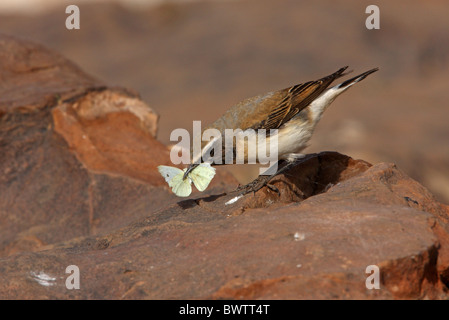 Seebohm (Oenanthe oenanthe Traquet du seebohmi) sous-espèce nord-africaine, premier été homme, mangeant papillon, Atlas, Banque D'Images