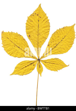 La feuille jaune tombé à cheval ou châtaignier arbre de Conker (Aesculus hippocastanum) arbre isolé sur fond blanc Banque D'Images