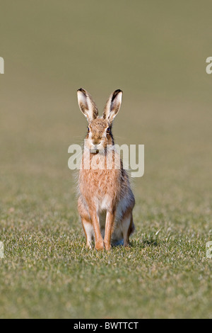 Mammifères animaux Lièvres Lièvre brun Lepus Lepus capensis Suffolk Angleterre Grande-bretagne UK British Lièvres Lièvre alerte brown Eurasie Banque D'Images