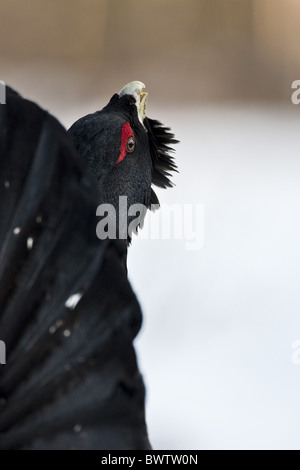 Grand Tétras (Tetrao urogallus) mâle adulte, affichant dans la neige, Jylhama, Vaala, Oulu, Finlande Banque D'Images