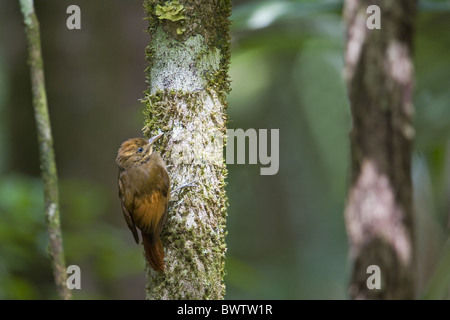 Tawny-winged grimpar nasican (Dendrocincla anabatina), adultes accrochés à tronc de l'arbre dans la forêt, à Belize Banque D'Images
