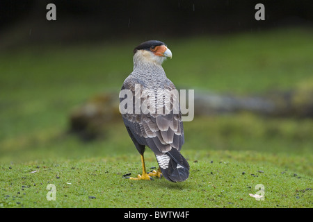 Caracara huppé (Caracara plancus) p. adulte, debout dans la pluie, la Terre de Feu N.P., Chili Banque D'Images