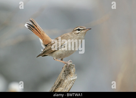 Bruant à queue frotter-robin (Cercotrichas galactotes) mâle adulte, cocking queue, l'ouest de la Turquie, mai Banque D'Images