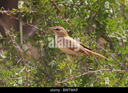 Bruant à queue frotter-robin (Cercotrichas galactotes galactotes) adulte, perché sur bush, Maroc, mai Banque D'Images