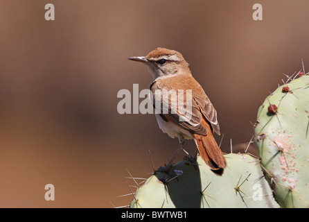 Bruant à queue frotter-robin (Cercotrichas galactotes galactotes) adulte, perché sur la figue, Maroc, mai Banque D'Images