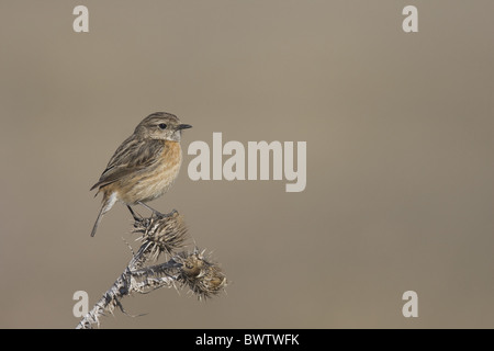 (Saxicola torquata Stonechat commun) femelle adulte, perché sur le chardon, Espagne Banque D'Images