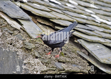 Crave à bec rouge (Pyrrhocorax pyrrhocorax) adulte, sur le bord du toit de grange, Islay, Hébrides intérieures, Ecosse Banque D'Images