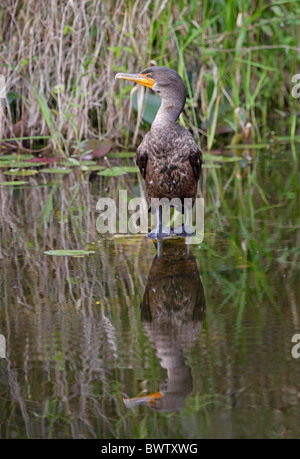 Cormoran à aigrettes (Phalacrocorax auritus) immature, debout sur journal submergées, Floride, États-Unis d'Amérique, en février Banque D'Images