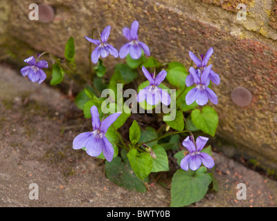 Violette Viola riviniana chien commun, trouve un minimum de sol entre chemin de ciment et mur de brique pour s'épanouir. Banque D'Images