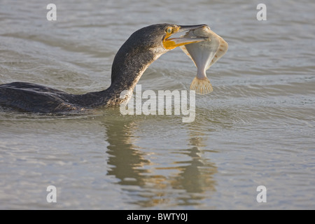 Grand Cormoran (Phalacrocorax carbo) immature, se nourrissant de poissons plats dans l'eau, Norfolk, Angleterre, hiver Banque D'Images