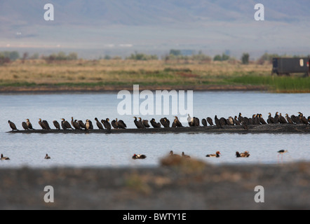 Grand Cormoran (Phalacrocorax carbo sinensis) troupeau, se percher dans des habitats de terres humides, lac Alakol, Kazakhstan, juin Banque D'Images