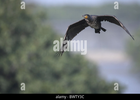 Grand Cormoran (Phalacrocorax carbo) immature, en vol parmi les mangroves, Mai Po, Hong Kong, Chine, novembre Banque D'Images