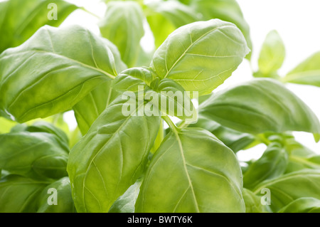 Les feuilles de basilic en gros plan sur fond blanc Banque D'Images