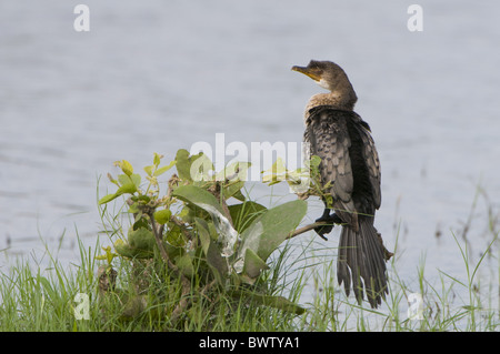 Cormoran Africain (Phalacrocorax africanus) immature, perché sur branche, Linyanti, Kwando, le Botswana, l'été Banque D'Images