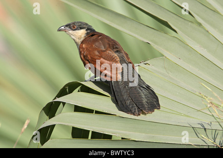 Coucal du Sénégal (Centropus senegalensis) adulte, perché sur feuille de palmier, Gambie, décembre Banque D'Images