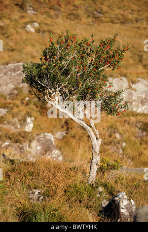 Holly Tree avec des baies rouges. Le Parc National de Killarney, comté de Kerry, Irlande Banque D'Images