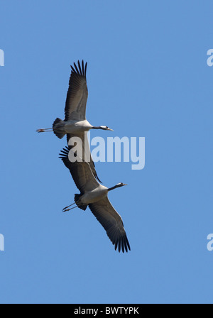 Grue cendrée (Grus grus), paire adultes en vol, Norfolk, Angleterre, avril Banque D'Images