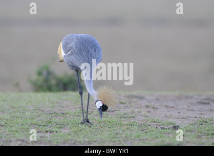 La grue couronnée grise (Balearica regulorum-adultes), l'alimentation dans les prairies, Masai Mara, Kenya Banque D'Images