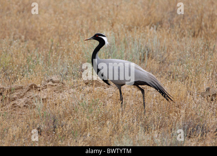 Grue demoiselle (Anthropoides virgo), adultes walking in desert, Taukum Désert, Kazakhstan, juin Banque D'Images