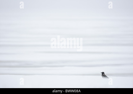 Hooded Crow (Corvus corone cornix) adulte, debout dans la neige sur de vastes plaines, lac gelé, Lokka Sodankyla, la Finlande, l'hiver Banque D'Images