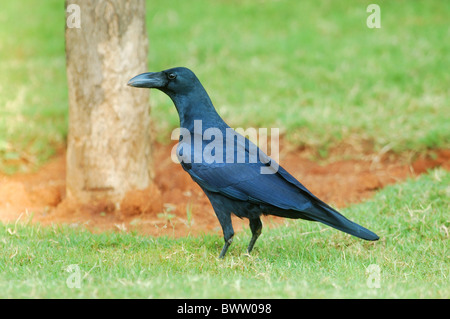 Jungle Crow (Corvus macrorhynchos) adulte, debout sur la masse dans les banlieues, Bangalore, Karnataka, Inde, octobre Banque D'Images