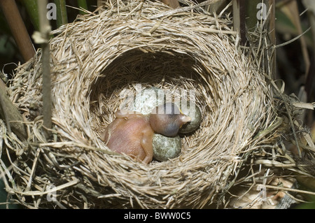 (Cuculus canorus Common Cuckoo) poussin nouvellement éclos, en nid d'Eurasian Reed Warbler (Acrocephalus scirpaceus), Sussex, Angleterre Banque D'Images