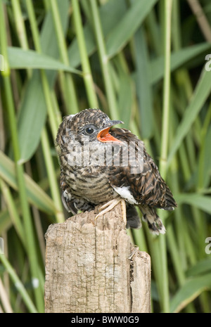 (Cuculus canorus Common Cuckoo) chick, assis sur post, Sussex, Angleterre Banque D'Images