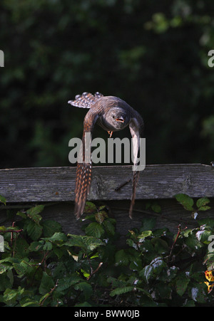 (Cuculus canorus Common Cuckoo), juvénile en vol, au décollage et à l'équerrage, Norfolk, Angleterre, juillet Banque D'Images