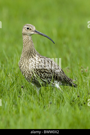 Courlis cendré (Numenius arquata) adulte, debout dans la prairie humide, County Durham, Angleterre Banque D'Images