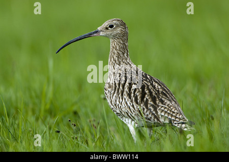 Courlis cendré (Numenius arquata) adulte, debout dans la prairie, Teesdale, County Durham, Angleterre Banque D'Images