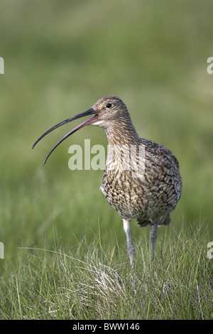 Courlis cendré (Numenius arquata) des profils, appelant, debout sur l'herbe, Lammermuir Hills, Borders, Scotland, printemps Banque D'Images