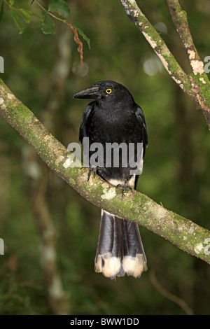 (Strepera graculina Currawong pie) adulte, perché sur une branche, l'Australie Banque D'Images