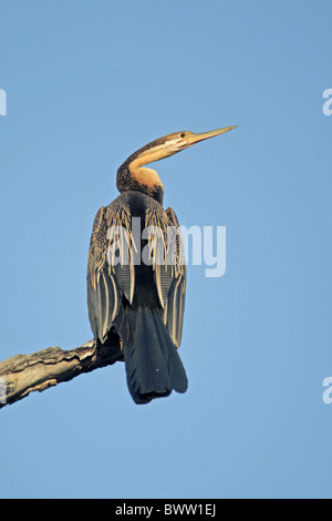 Le dard de l'Afrique de l'anhinga rufa () adulte, debout sur branche cassée, Gambie, décembre Banque D'Images