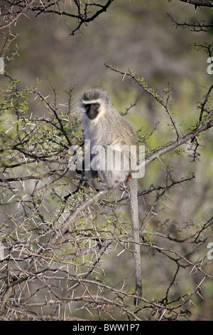 Auf Baum - sur l'arbre des singes primates primates singe animal animaux mammifères mammifères africains Afrique 'savanna' singe grivet Banque D'Images