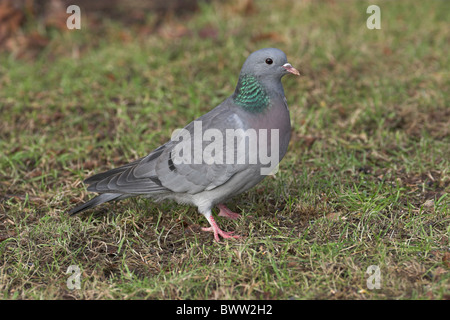 Pigeon colombin (Columba oenas) adulte, debout sur l'herbe courte, à la recherche de semences, Leicestershire, Angleterre, janvier Banque D'Images