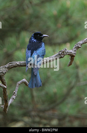 Sèche-Drongo malgache (Dicrurus hottentottus brevirostris) adulte, perché sur une branche, Beidaihe, Hebei, Chine, mai Banque D'Images