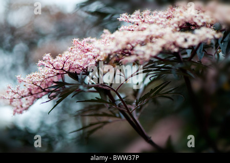 Sambucus nigra 'Black Beauty' - common Elder Banque D'Images