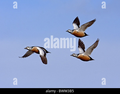 Eider de Steller (Polysticta stelleri) trois hommes, en vol, dans le Nord de la Norvège, mars Banque D'Images