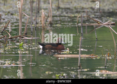 Fuligule nyroca (Aythya nyroca) mâle adulte, natation sur étang marécageux, Koshi Tappu, Népal, janvier Banque D'Images