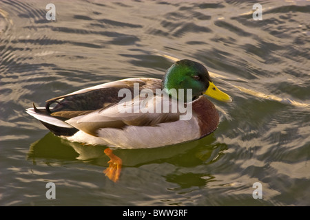 Canard colvert (Anas platyrhynchos) mâle adulte, pagayer sur la rivière, Wareham, Dorset, Angleterre, novembre Banque D'Images