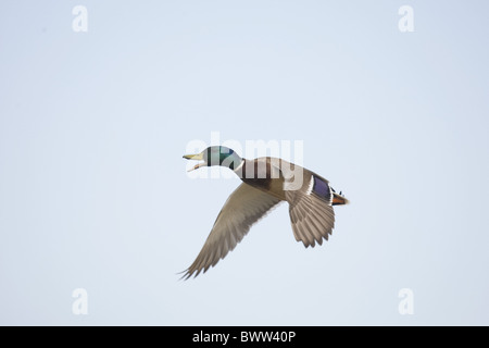 Canard colvert (Anas platyrhynchos) mâle adulte, en vol, appelant, Norfolk, Angleterre Banque D'Images