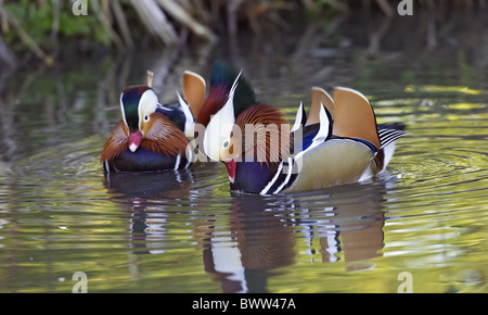 Canard mandarin (Aix galericulata) Deux hommes adultes, les espèces introduites, de l'afficher sur l'eau, en Angleterre Banque D'Images