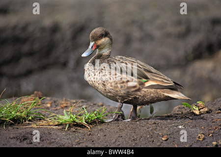 White-cheeked Canards pilets (Anas bahamensis galapagensis) adulte, debout sur la boue, Îles Galápagos Banque D'Images