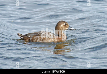 Fuligule Milouin (Aythya ferina) femelle adulte, natation, la Brenne, Indre, France, avril Banque D'Images